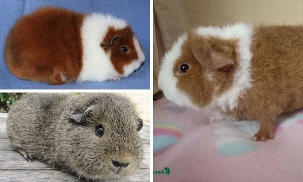 Rex Guinea Pig