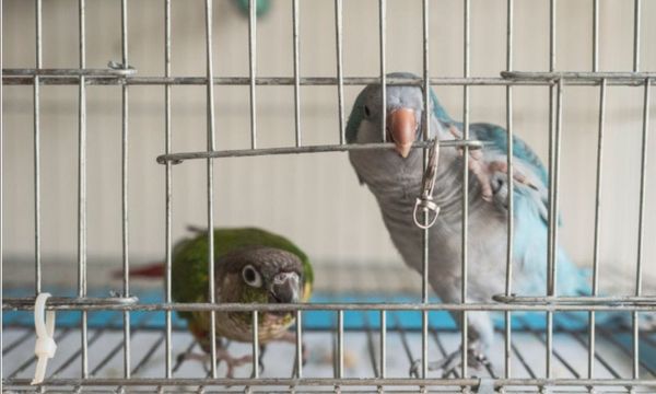 Cage for Parrots