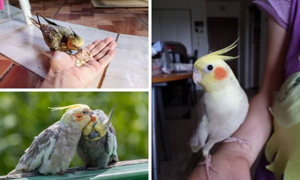 Feeding Your Cinnamon  Cockatiel: A Comprehensive Diet Guide