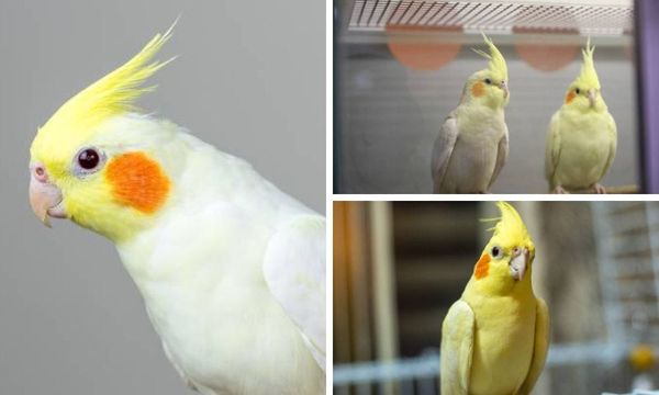 lutino cockatiel