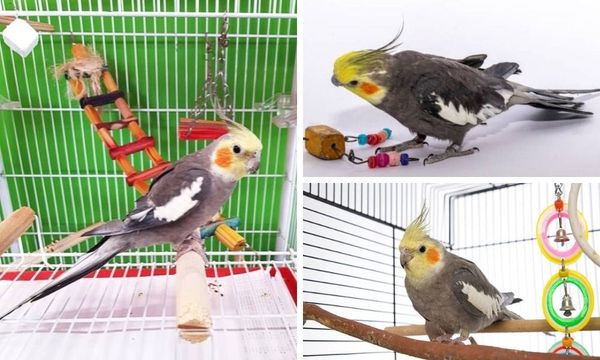 Toys for Cockatiels