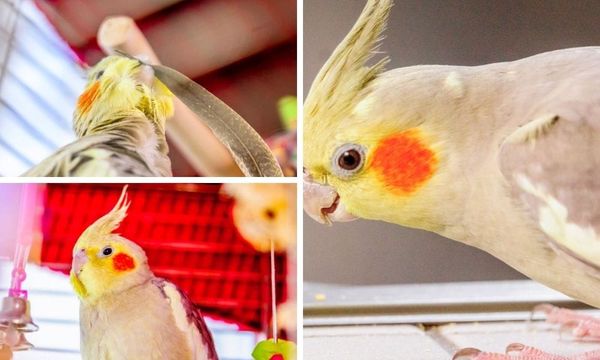 The Cinnamon Cockatiel: A Comprehensive Guide to Care and Facts
