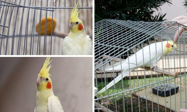 lutino cockatiel