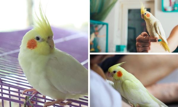 lutino cockatiel