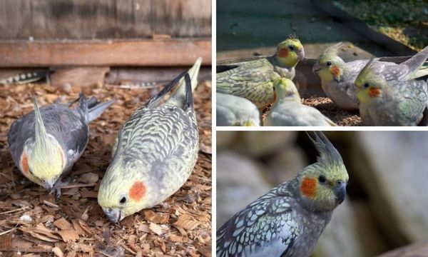 Pearl Cockatiel