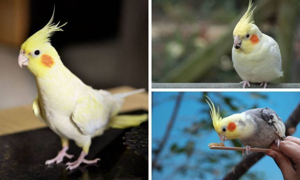 lutino cockatiel