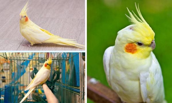 lutino cockatiel