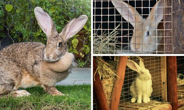 XL Rabbit Hay Feeder