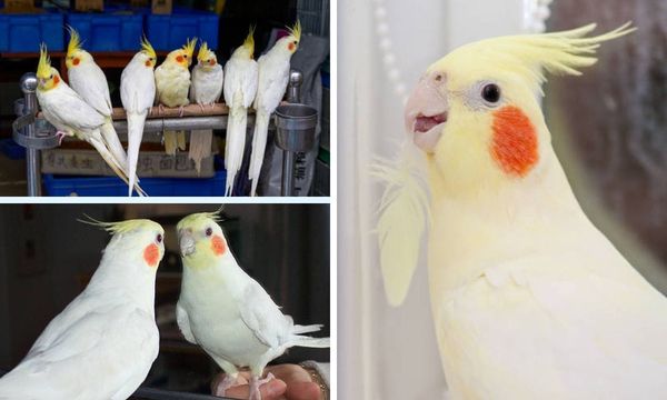 lutino cockatiel