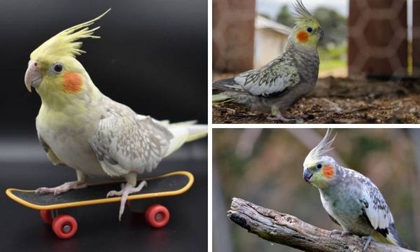 Pearl Cockatiel