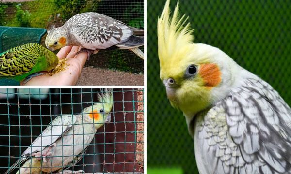 Pearl Cockatiel