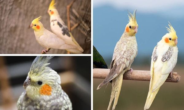 Pearl Cockatiel vs Lutino Cockatiel