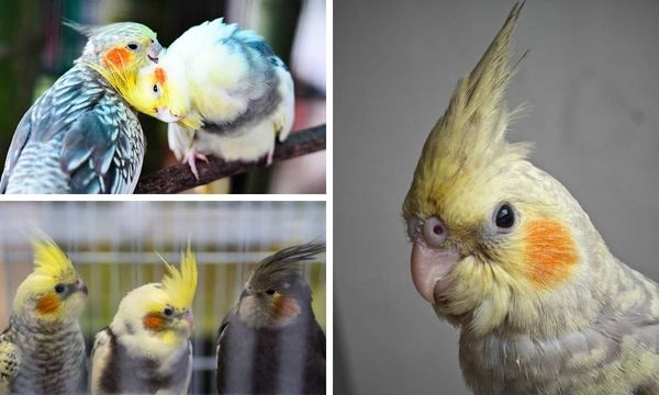 Pearl Cockatiel