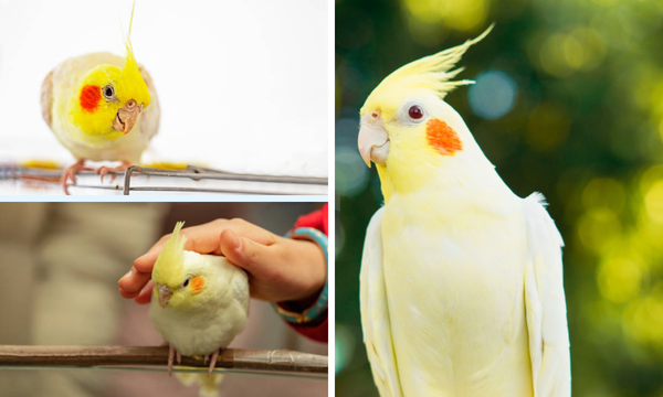 lutino cockatiel