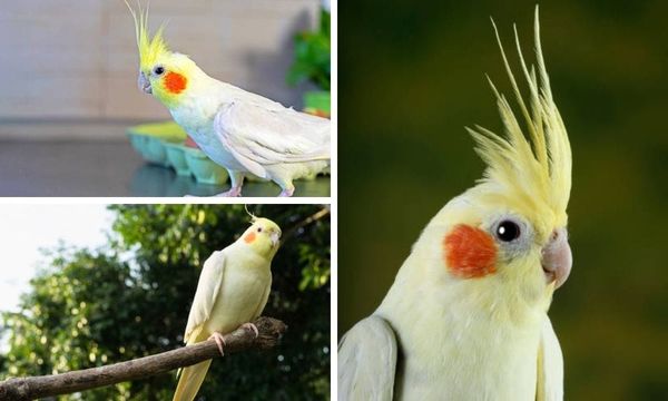 lutino cockatiel