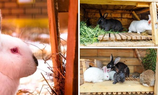 Rabbit Nesting Box