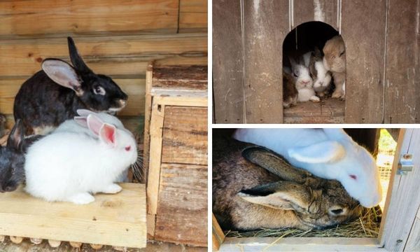 Rabbit Nesting Box