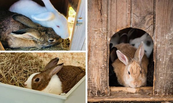 Rabbit Nesting Box