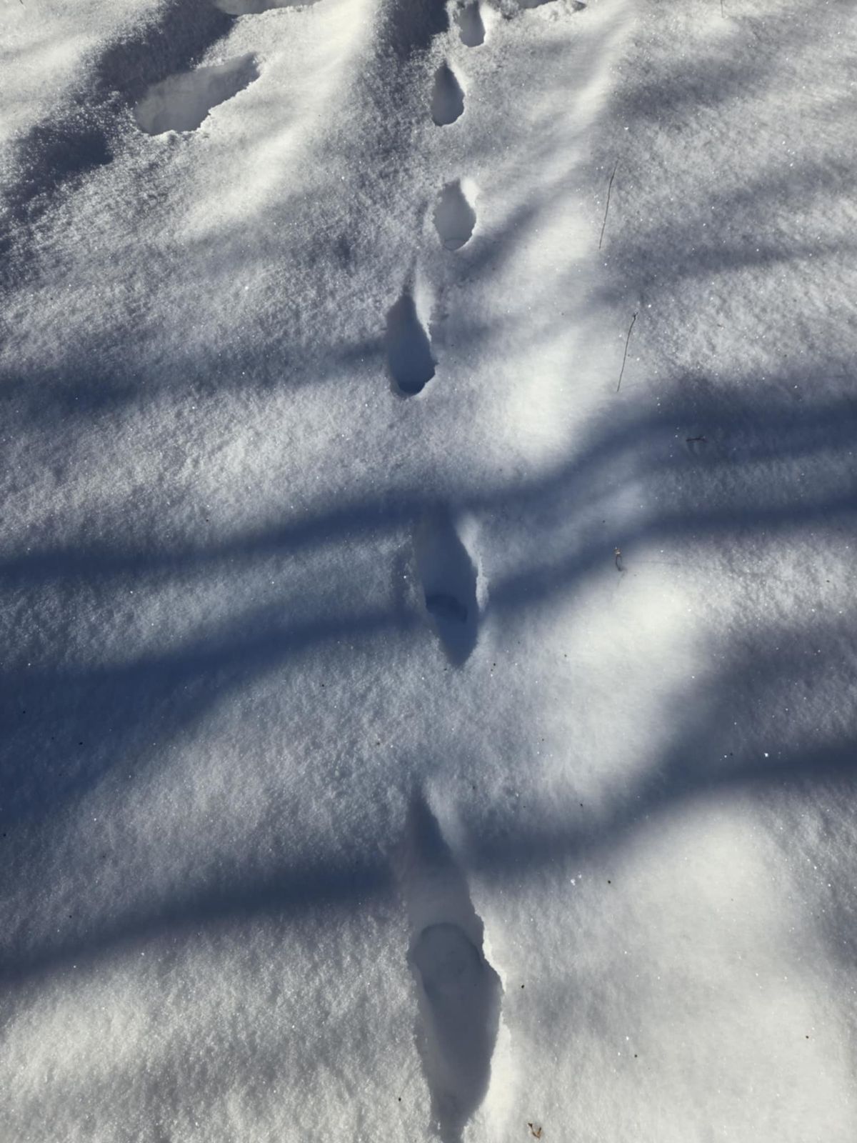 qʷəd: "Track[ing]" Rather Than Extracting - Part I of My Methodology