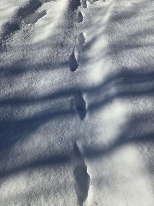 qʷəd: "Track[ing]" Rather Than Extracting - Part I of My Methodology