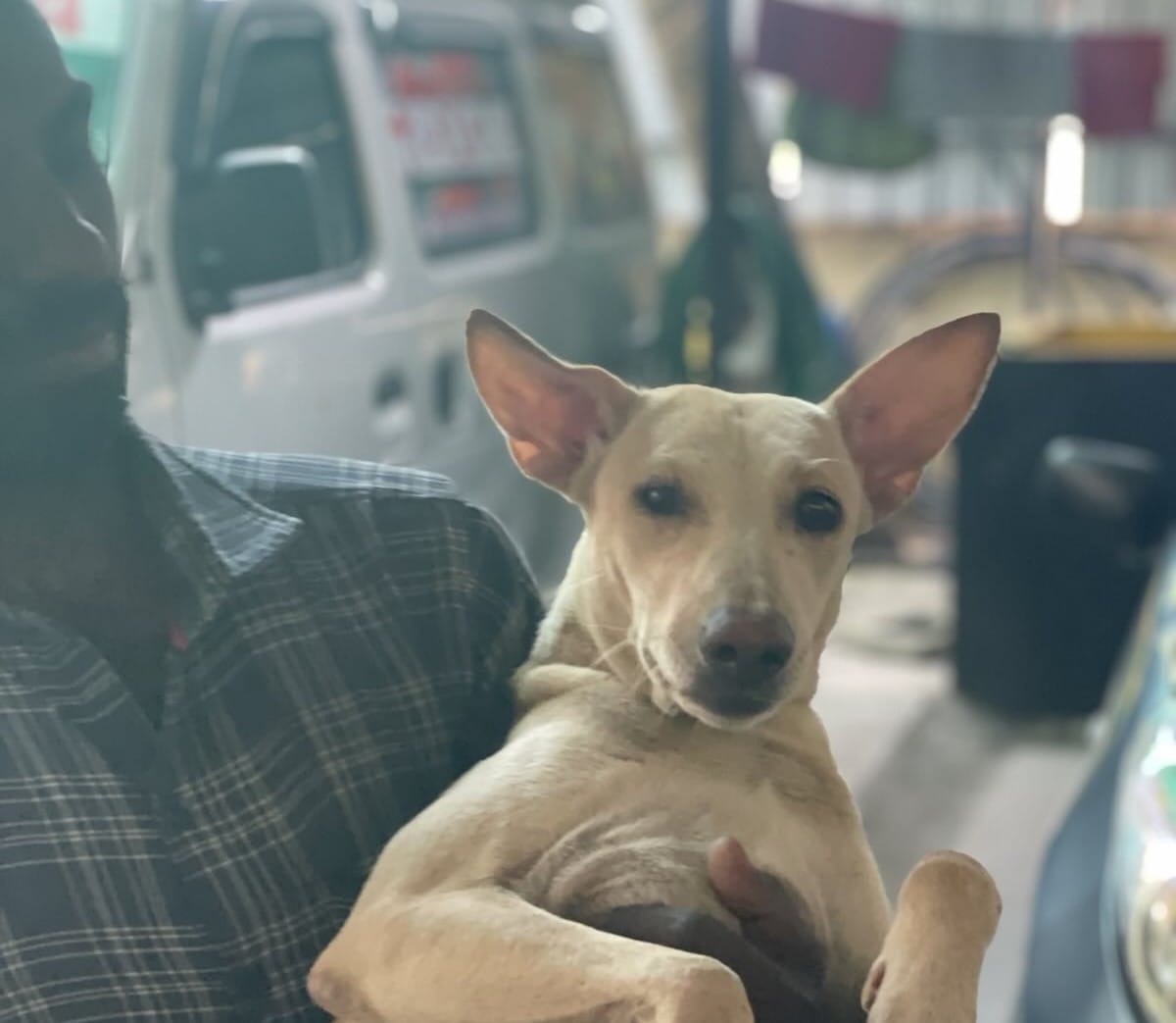 Treatment of stray animals will be focus of August 24 event