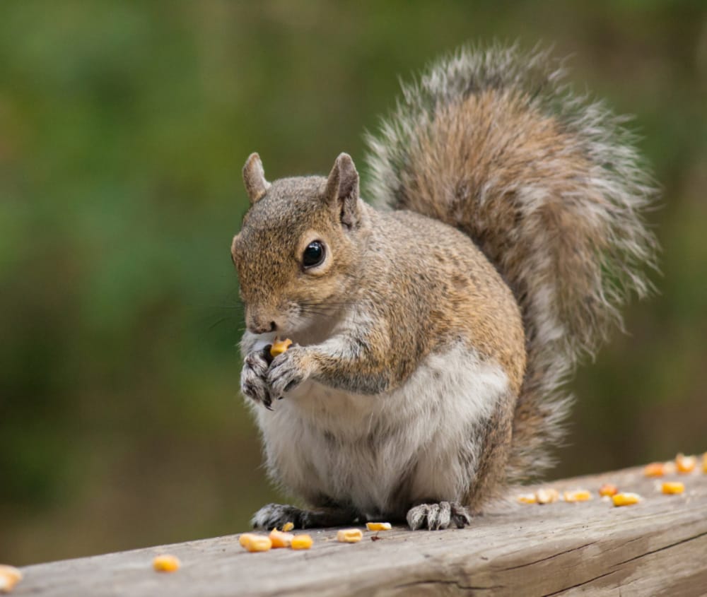 The return of the winter paunch is nothing to worry about — Just ask any squirrel