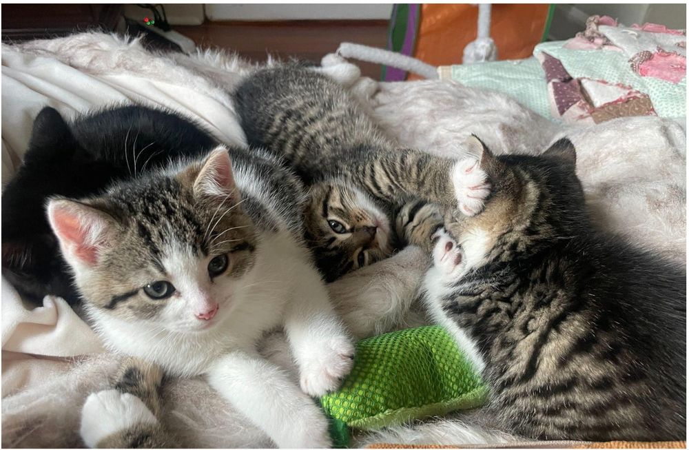 Medford, Charlestown nonprofits curb feral cat crisis with adoption, rescues post image