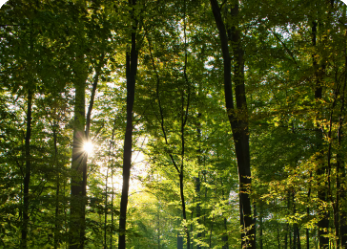 TreesMedford wants to cool off your hot spot -- for free post image