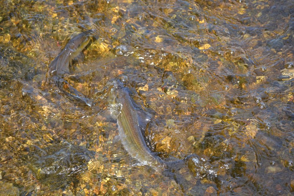 River herring population at its highest since the start of monitoring in the Mystic Lakes post image