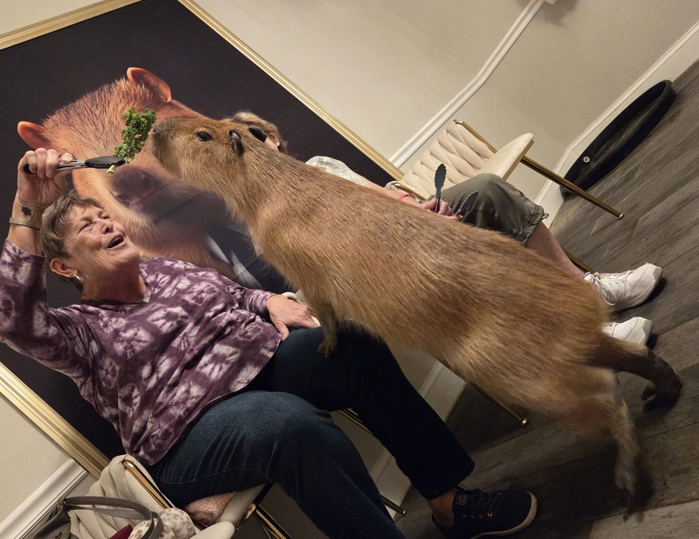 Wendall in the Wild: Capybaras are a thing - Who woulda thunk it? post image