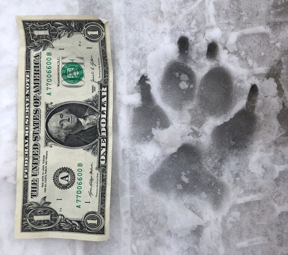 Who goes there? post image