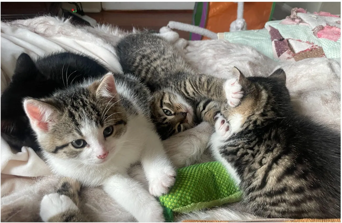 Medford, Charlestown nonprofits curb feral cat crisis with adoption, rescues