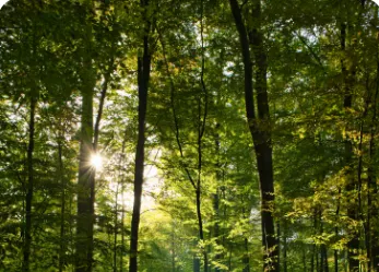 TreesMedford wants to cool off your hot spot -- for free
