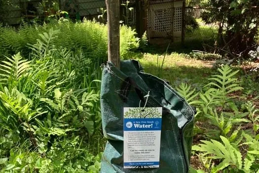 Volunteers needed to water city's newly-planted trees