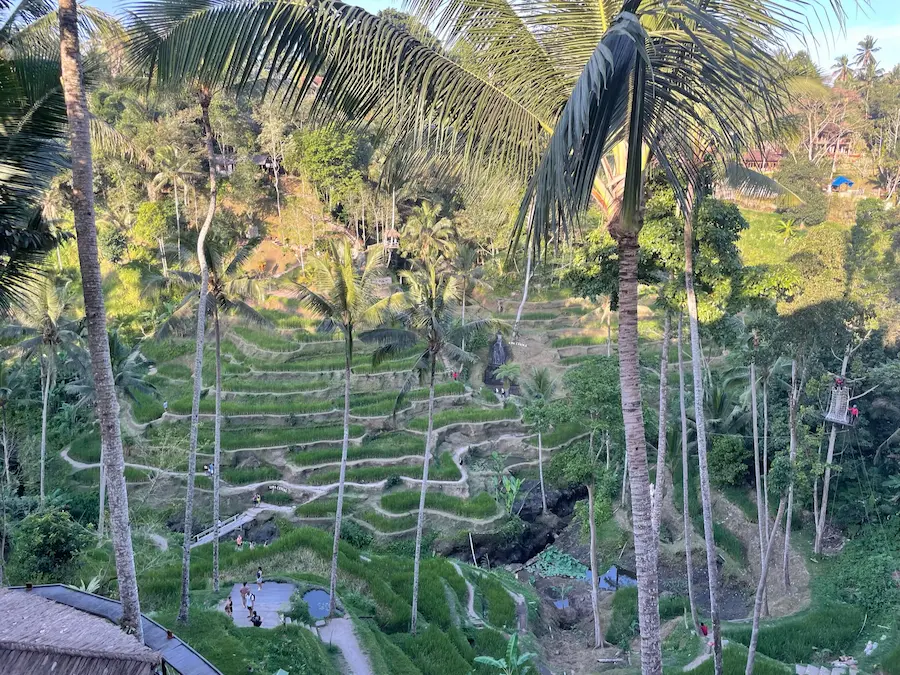 Rice terrace landscape near Ubud, Bali, tiered green fields, uneven terrain for temple and rice-field walks