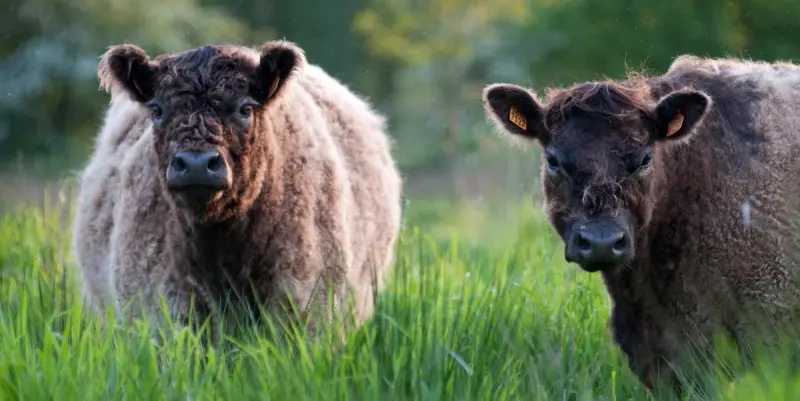 Galloway cattle graze in many Belgian nature parks - © Natuurpunt - natuurpunt.be, photo by Wim Dirckx
