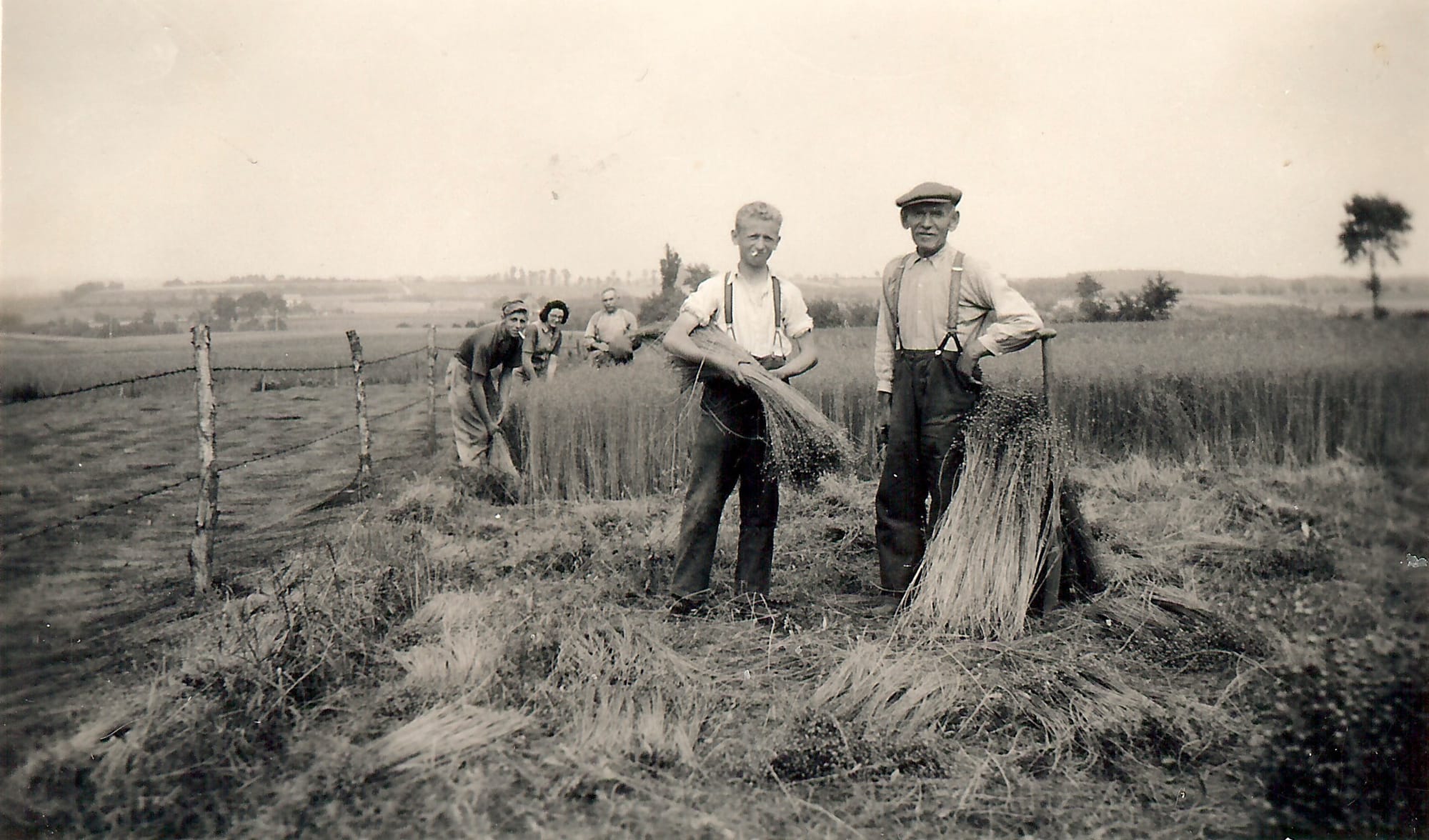 Flax harvest in Westouter, mid-20th century - Westhoek in Pictures, private collection - westhoekverbeeldt.be