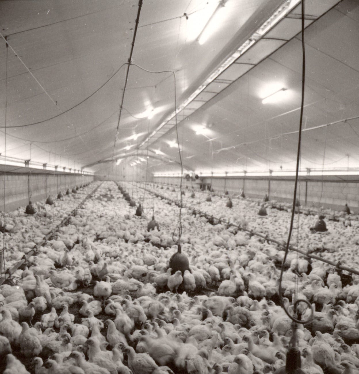 An industrial chicken farm, ca. 1965–1979 - CAG, KADOC-KU Leuven, Boerenbond Image Archive - image cagnet.be, photo Belgian Farmers' Union