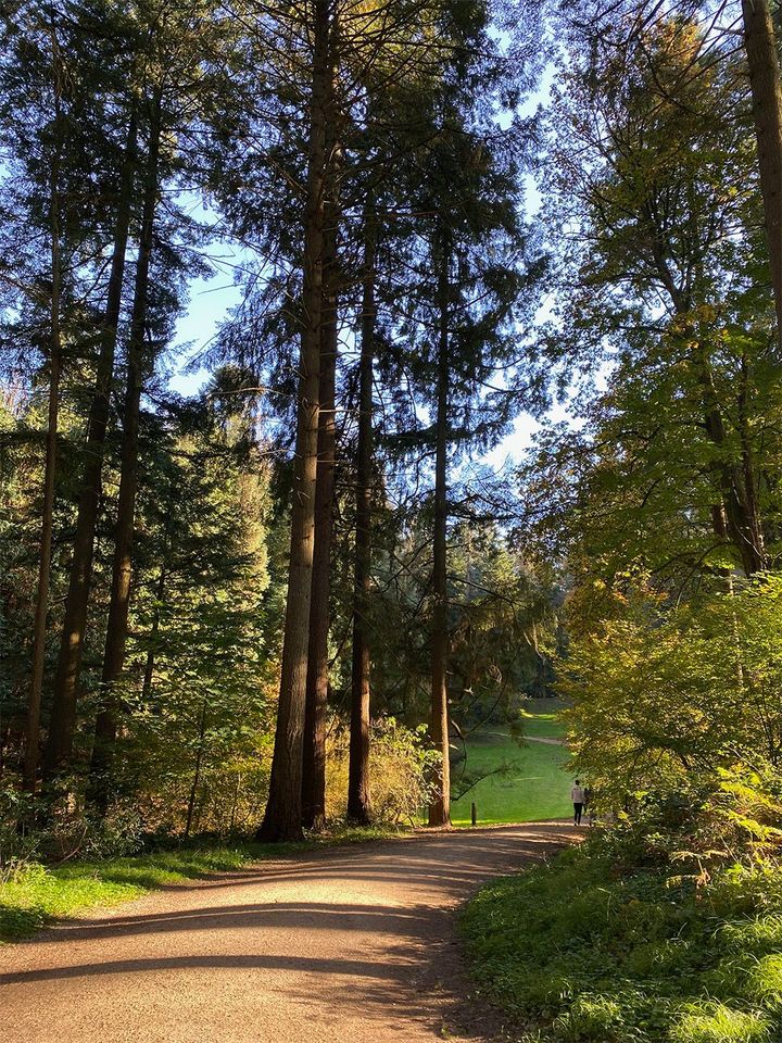 "Was there a forest here in the past?"