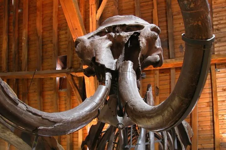 The Dendermonde Mammoth - © City Museum, Dendermonde