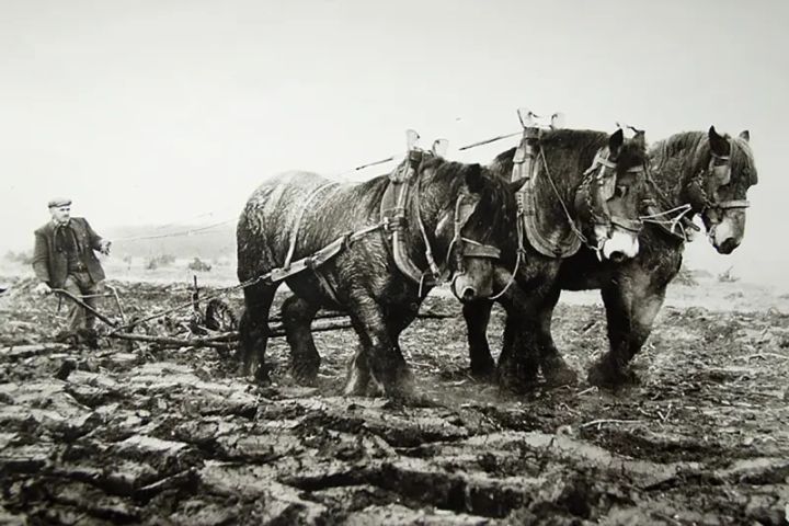 El caballo de tiro de Brabante
