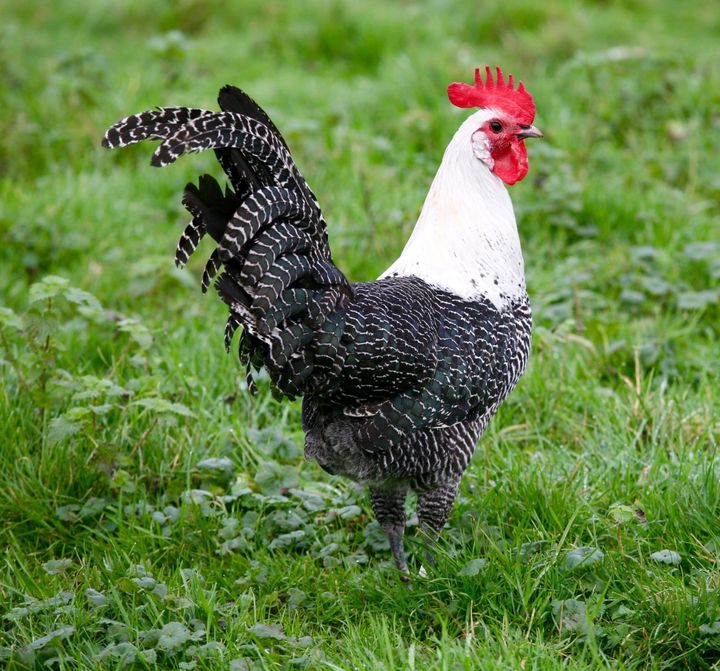 Kempens chickens - Living Heritage Center - sle.be