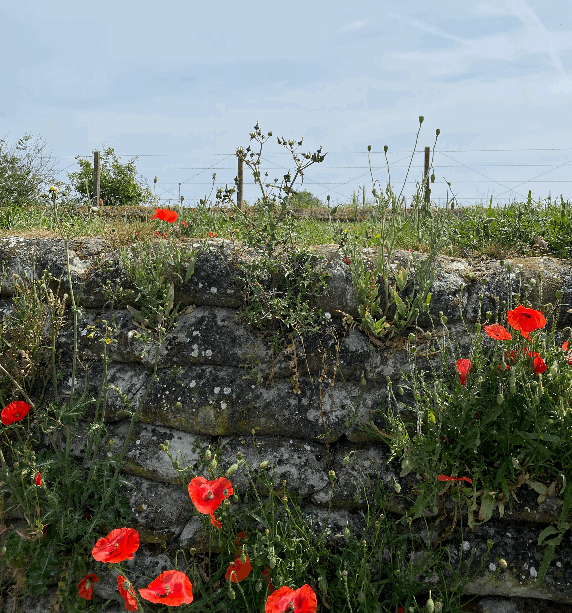 Une tranchée recouverte de coquelicots dans le Westhoek © FARO