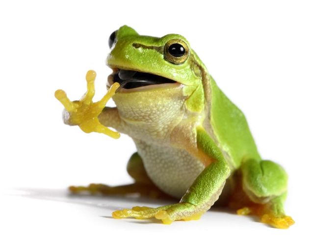 Cop Transforms Into Frog, According To AI-Generated Police Report