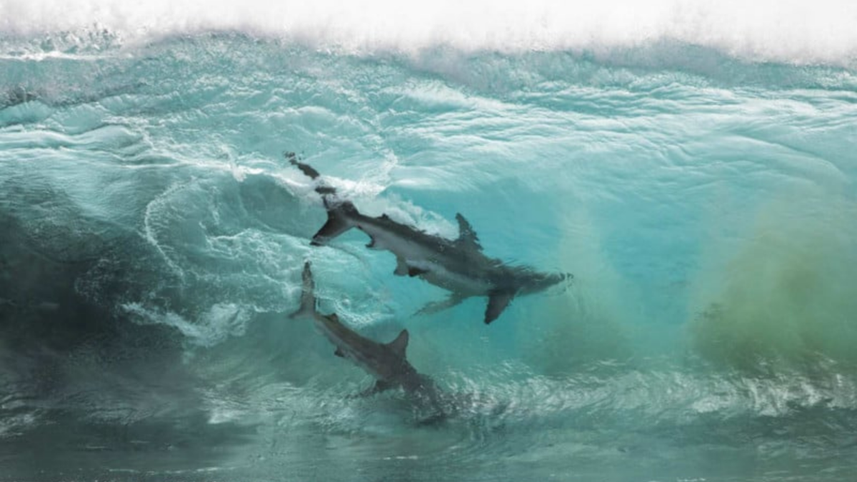 Two sharks swimming under the surface of clear blue ocean water.