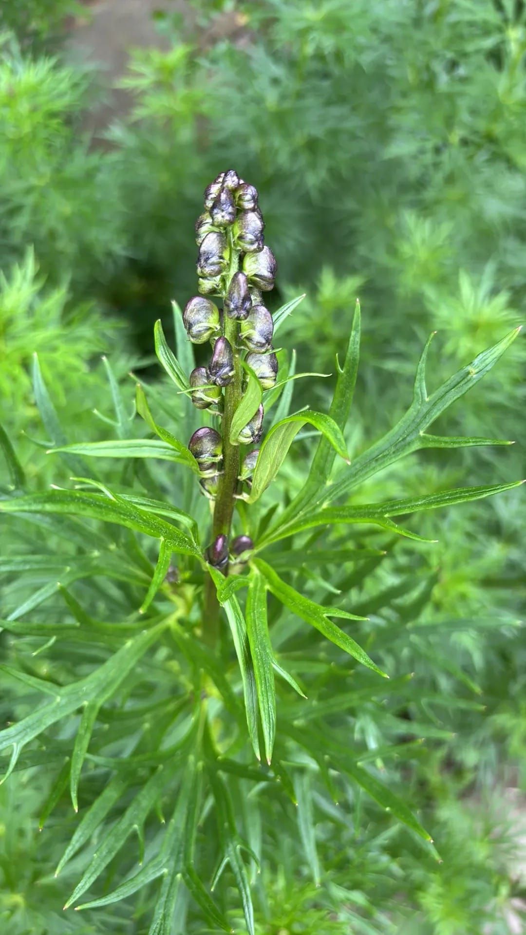 Wolfsbane