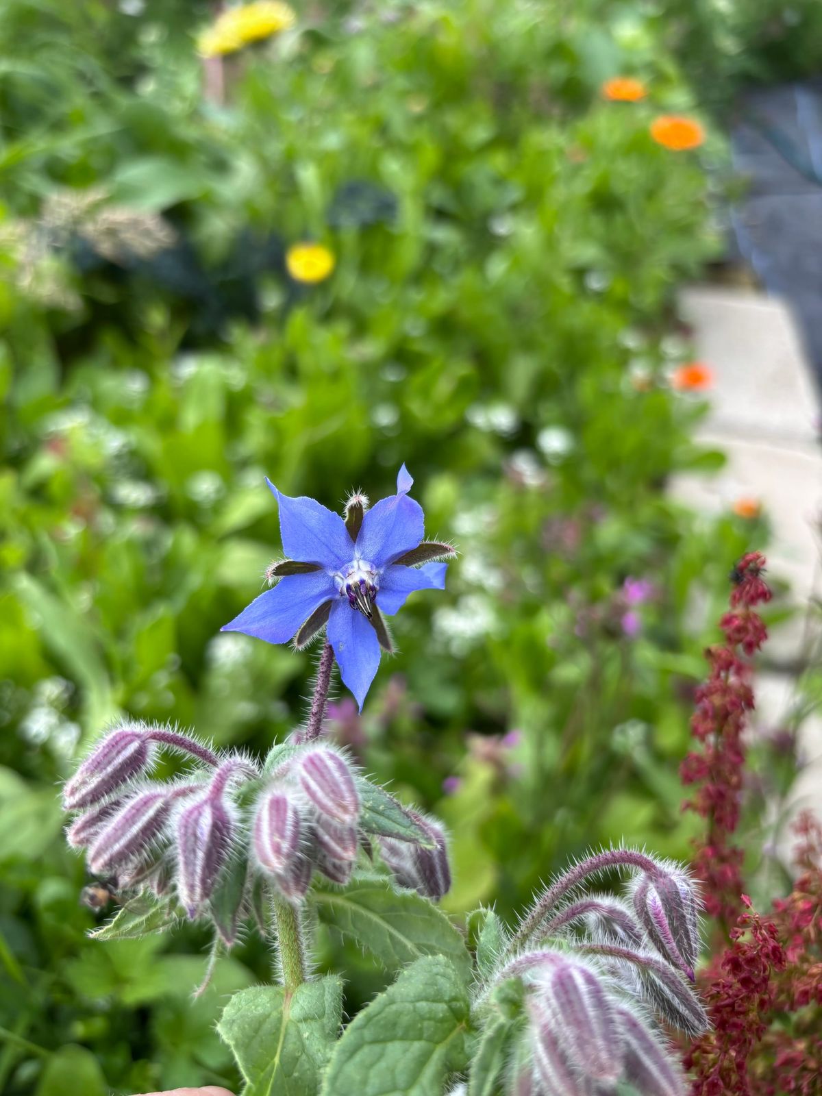 I, Borage, Always Bring Joy