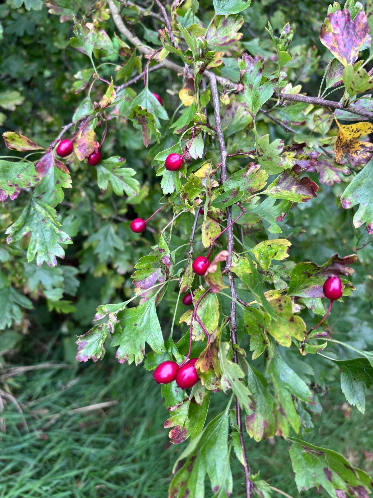 Hawthorn and the Philosophy of Ketchup