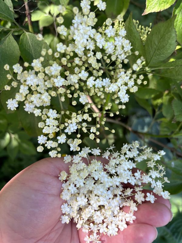 How Can I Own a Tree?