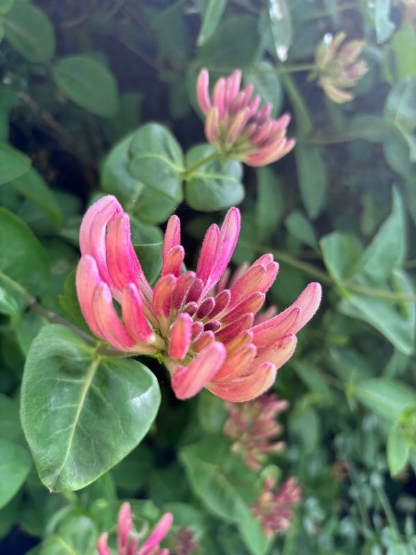 The Honeysuckle outside the Bathroom Window